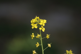 油菜花