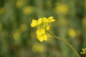油菜花
