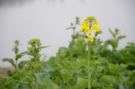 油菜花