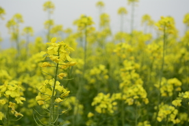 油菜花