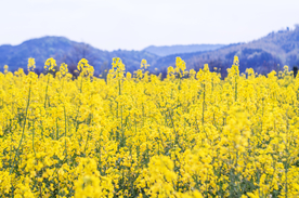 油菜花