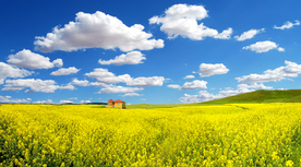 油菜花