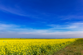 油菜花