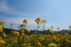 油菜花