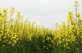 油菜花