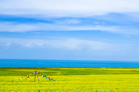 青海湖油菜花