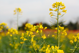 油菜花