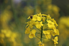 油菜花