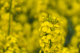 油菜花