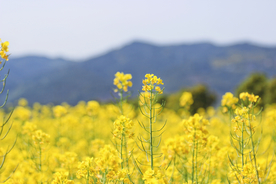 油菜花