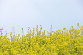 油菜花
