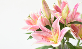 百合花