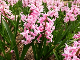 百合花