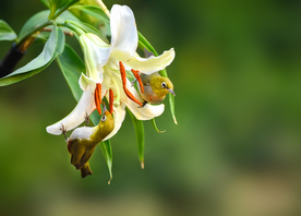 百合花