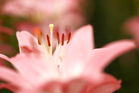 百合花