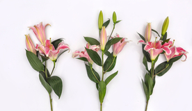 百合花