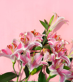 百合花