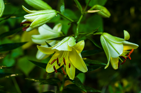 百合花