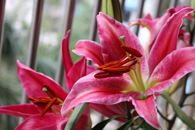百合花