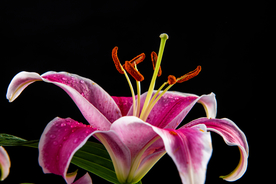 百合花