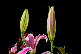 百合花