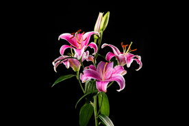 百合花