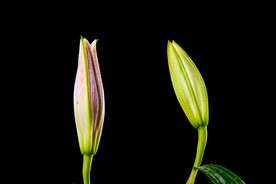 百合花