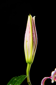 百合花