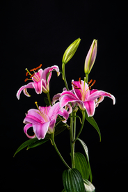 百合花