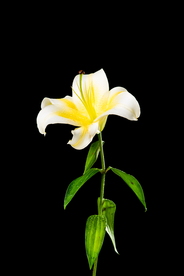 百合花