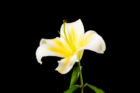 百合花
