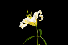 百合花