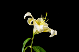 百合花