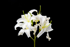 百合花