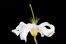百合花
