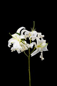 百合花