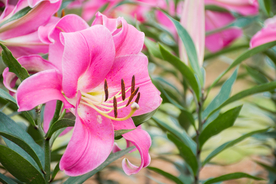 百合花