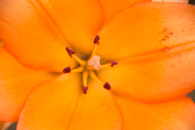 百合花