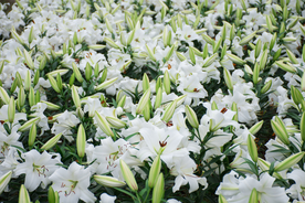 百合花