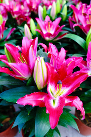 百合花