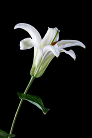 百合花