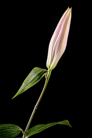 百合花