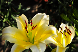 百合花