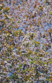 梨花