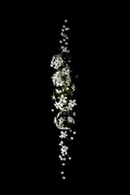 梨花