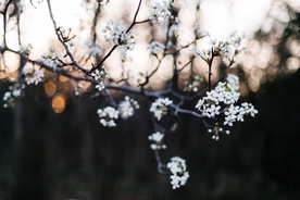 梨花