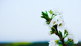 梨花