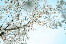 梨花
