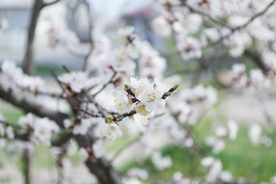 梨花