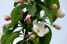 梨花
